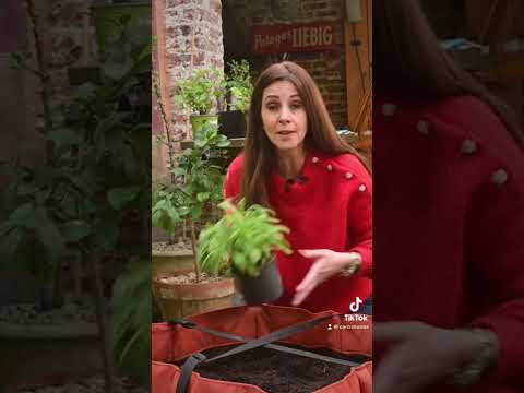 Vidéo: Herbs In Pots - Conseils pour le jardinage en pot avec des plantes médicinales