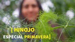 Para qué usar el HINOJO| Beneficios y usos MEDICINALES