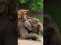 Cute monkey shows love to elephant 🐒🐘💚#animals #monkey #naturelovers #wildlife