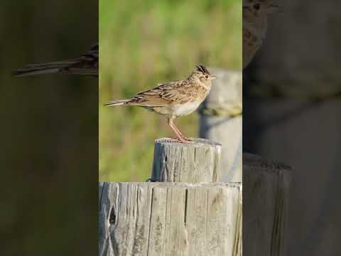 تغريد طائر القبرة ولوال 