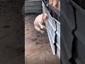 SAY IT AGAIN!! 👿💪🏻 #frenchbulldog #funny #funnyvideo #viral #fun #gym #jump