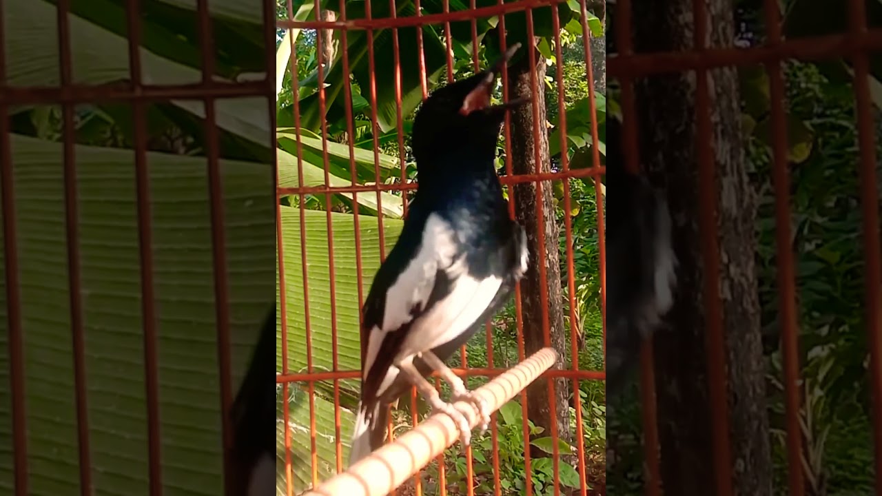 KACER MALAS BUNYI LANGSUNG RAJIN GACOR