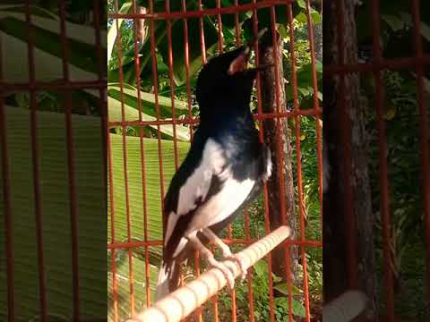 MASTERAN KACER GACOR LOKAL #burungkacer #kacergacor #suaraburungkacer