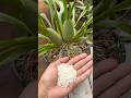 ALIMENTANDO ORQUÍDEAS COM FARELO #shorts #orquideas #orquídeas #orquidea #orquídea #orchid