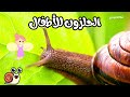 معلومات مدهشة عن الحلزون للأطفال  | حقائق غريبة لن تصدقها!