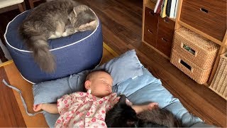 皆でルンバから退避する猫 ノルウェージャンフォレストキャット Everyone evacuates from the Roomba