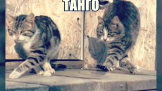 Танцуют все(кошки) Танцуют все(кошки)