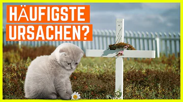 Haben alle Katzen Analdrüsen?