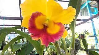 Cattleya Thong Suparn Orchid