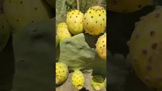 higo chumbo, fruta en su punto💚organic #nopales #fruit #organic #grow #opuntia #capcut