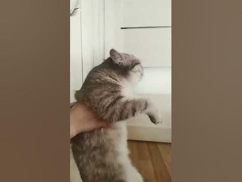 Кошка танцует #кошечка #кошкатанцует - YouTube