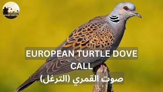 European Turtle Dove Call-صوت القمري (الترغل)