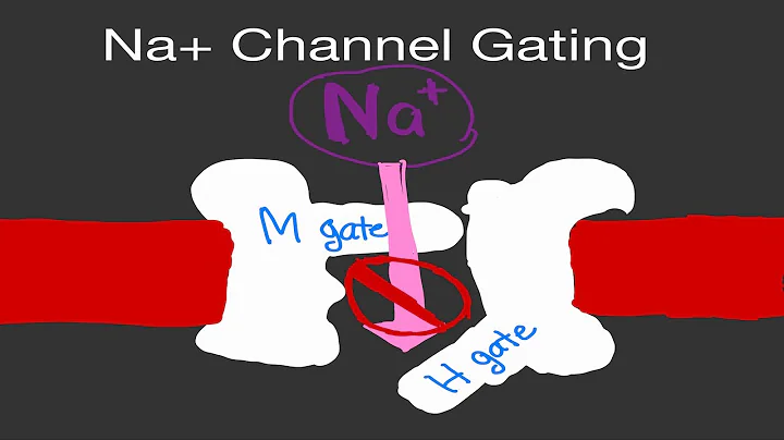 Physiology: Sodium (Na+) Channel Gating Activation/Inactivation Gates