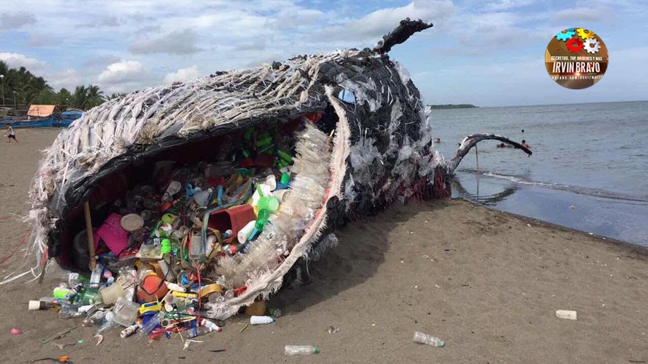 Basura En Los Ecosistemas