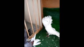 cute animal animals pigeon حمامه حيوانات حمام