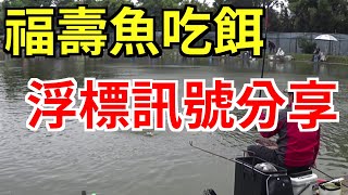 釣福壽魚,釣魚浮標特寫,釣魚揚竿時機,池釣操作,釣魚池釣遊~子 ... 