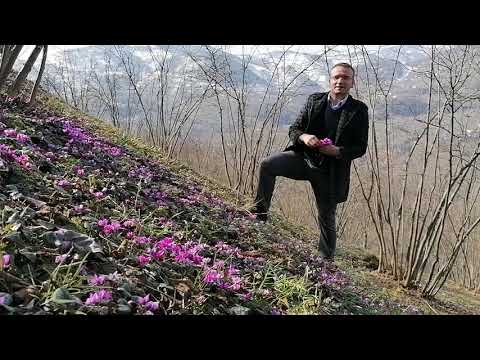 Video: Siklamen Yarpaqları Sarıya çevrilərsə Nə Etməli? Çiçəkləri Satın Aldıqdan Sonra Və çiçəkləndikdən Sonra Quruyarsa Necə Saxlamaq Olar? Evdə çiçək Baxımı Xüsusiyyətləri