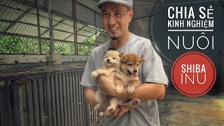 Bạn muốn nuôi Shiba Inu  Khỏe, Đẹp & Hiệu Quả… / NhamTuatTV  Dog in Vietnam