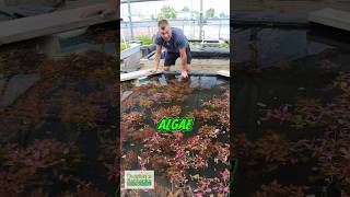 How To Prevent Algae