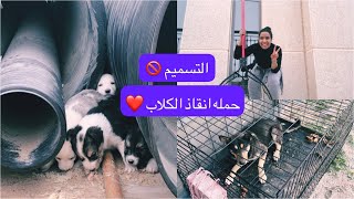 فلوق | انقاذ الكلاب بجامعه الكويت (الشدادية)