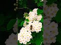 #пчелы #природа #весна #цветы #люблю #тренды