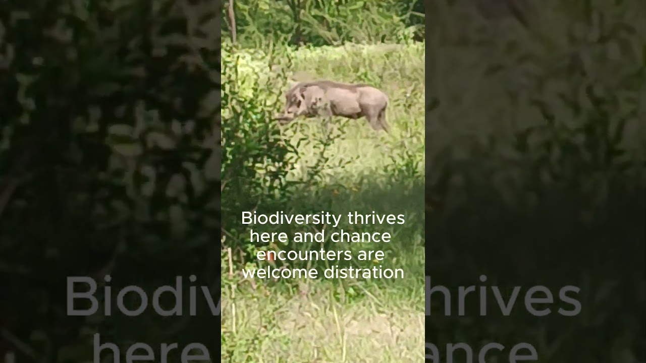Wild Encounters - #relaxation#nature #findingpeaceinthegreatoutdoors