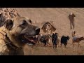 SÜRÜYÜ KURTLARDAN KORUYAN KANGALLAR !! HD BELGESEL