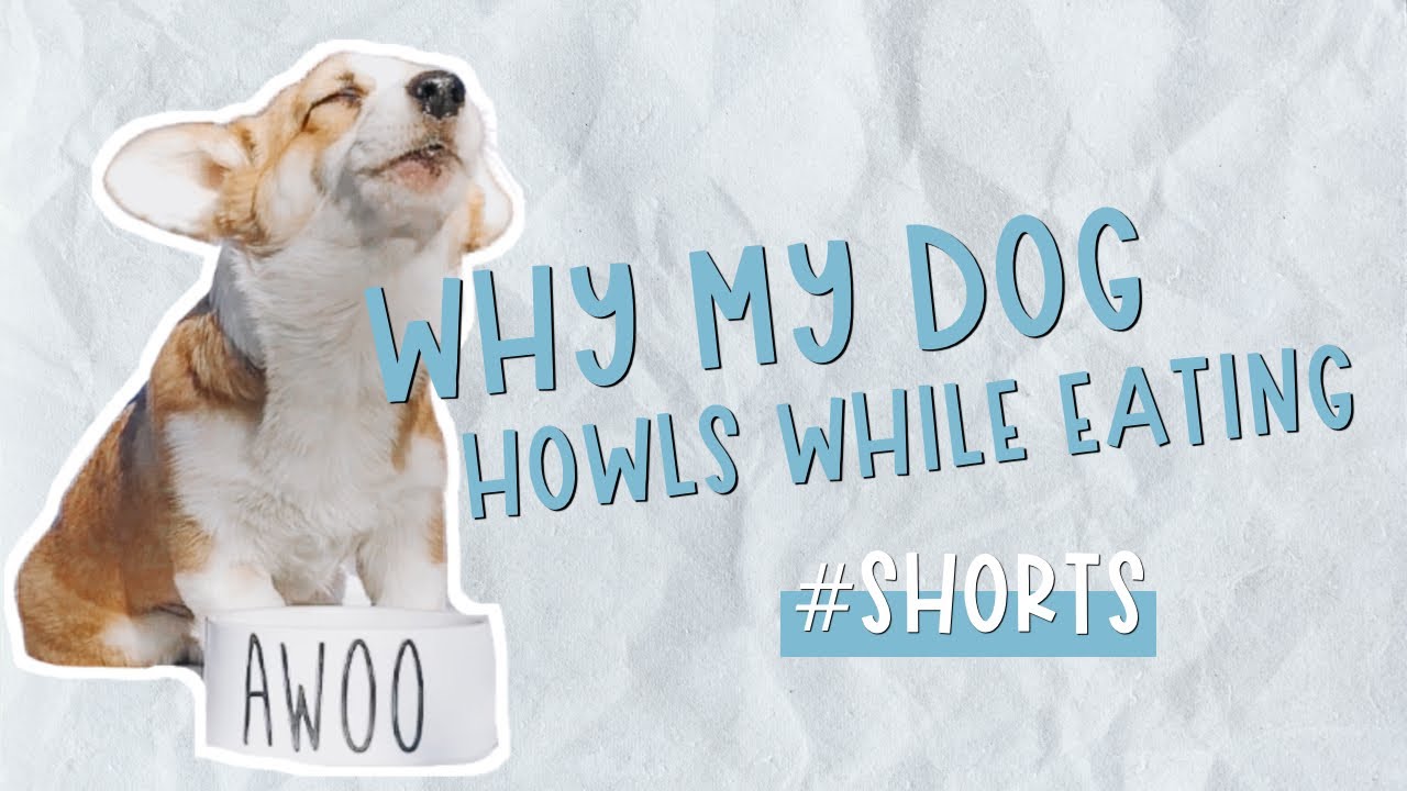 Why Willo Howls While She Eats | Corgi That Howls While Eating #Shorts