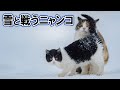 氷点下を乗り越える北海道の野良猫
