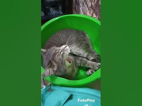 сонный тазожитель #кот #котэ #котэйка #котики #домашниеживотные #cat # ...