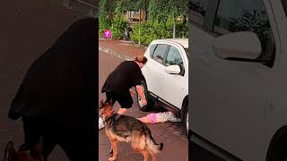 Heroic Dog Saves Little Girl Under Car