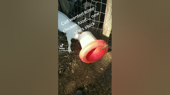 Goat gets head stuck 🐐🤣