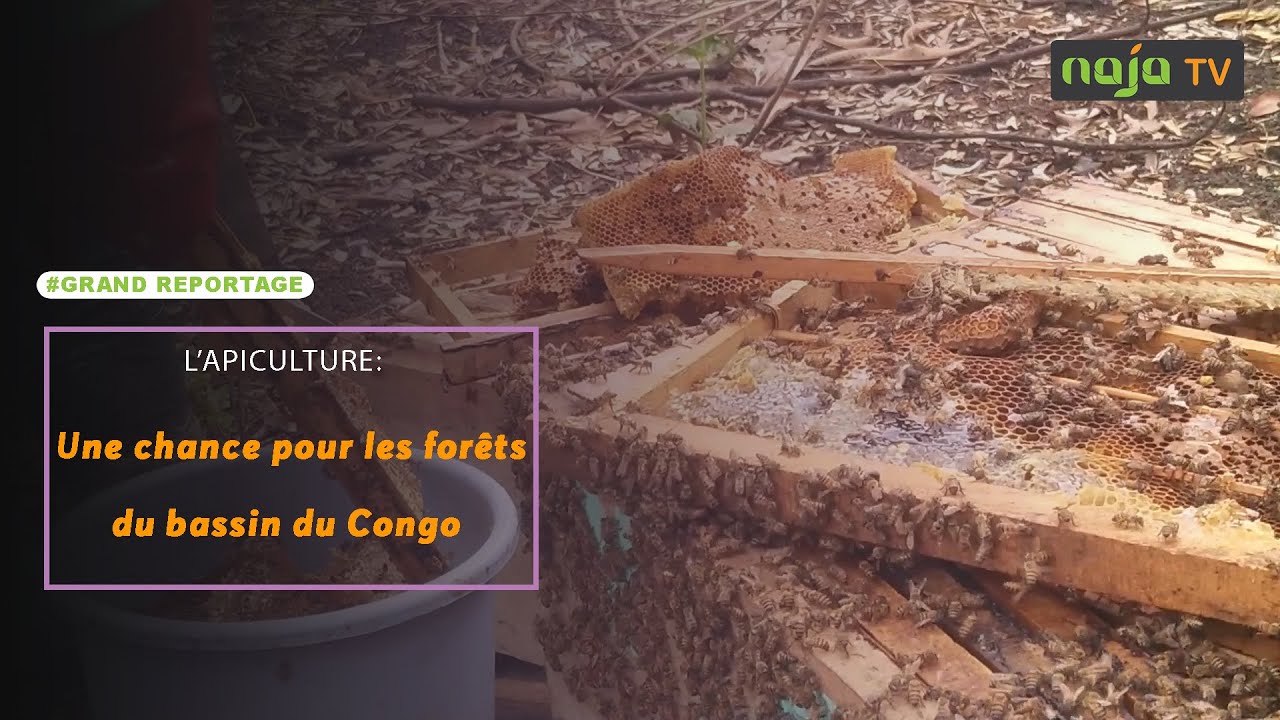 L'apiculture, une chance pour nos forêts - YouTube