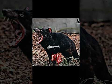 Videó: Tasmán ördög, állat: leírás, terjesztés, életmód