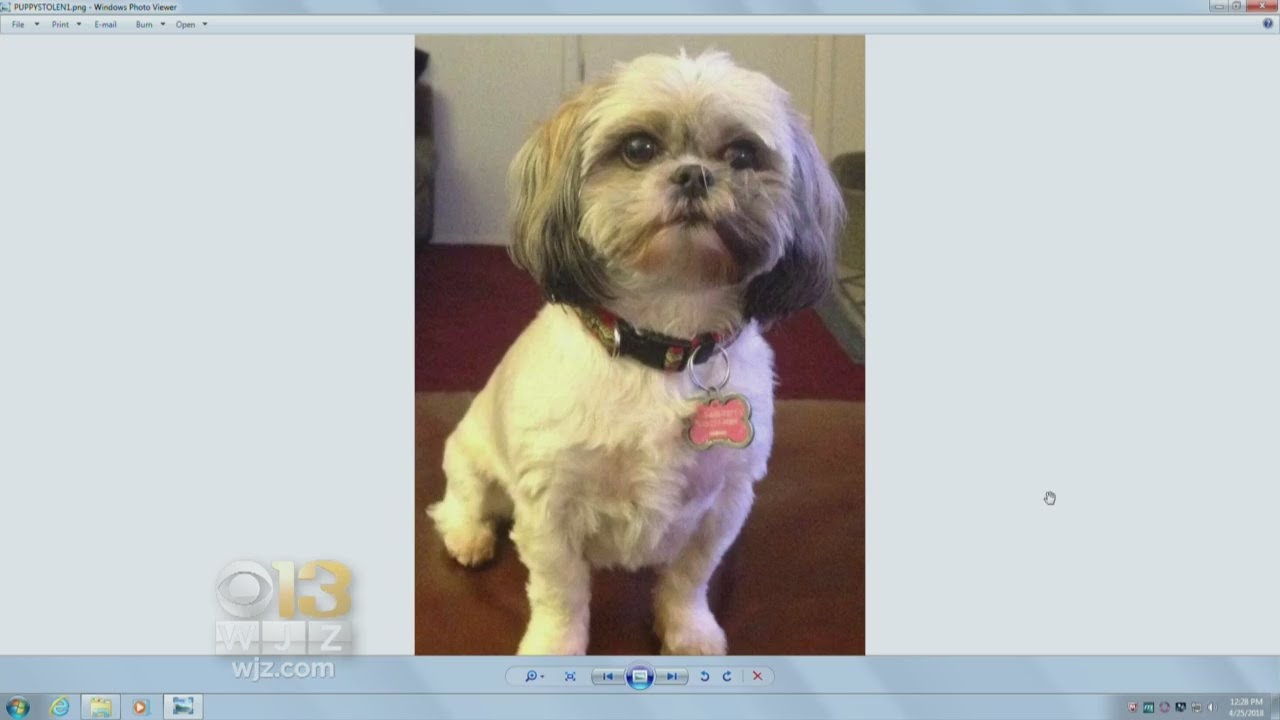 Police Need Your Help To Find Dog Stolen From Baltimore Co. Yard - YouTube
