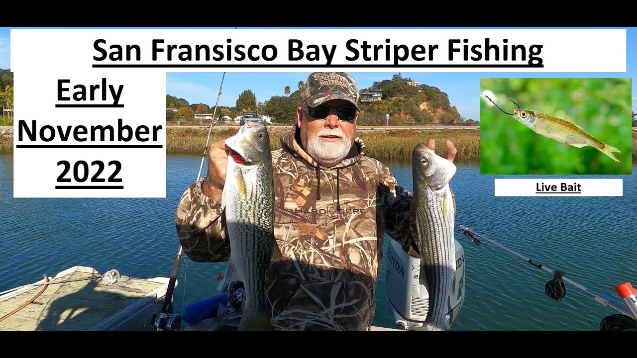Early September 2022, San Francisco Bay San Pablo Bay Striper
