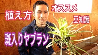 斑入りヤブランの植えつけ方！！