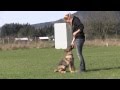 Trained German Shepherd Puppy In Action Trained German Shepherd Puppy In Action
