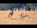 Rabbit hunting#Galgo_vs_Liebre​ #rabithunting​ #khargosh_ka_shikar​ #greyhounds​#greyhound​ #hunting