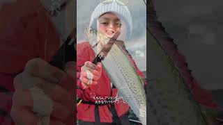 でかアジを掴むのに最適！　「フィッシュホルダーHD295」#DAIWA #FREAMS #アジング #YOSHIKI