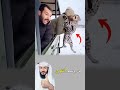 لحظة تحبس الأنفاس نمر يهاجم مدربه في الثلج بطريقة غير متوقعة شاهدوا للنهاية Youtubeshorts 