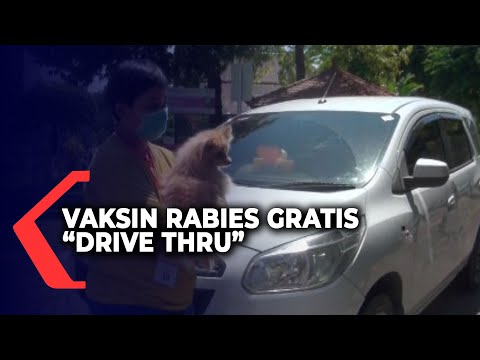 Video: Vaksin Rabies Untuk Kucing: Vaksin Apa Yang Digunakan, Bagaimana Ia Berfungsi, Kapan Harus Dilakukan, Cadangan Doktor Haiwan, Ulasan