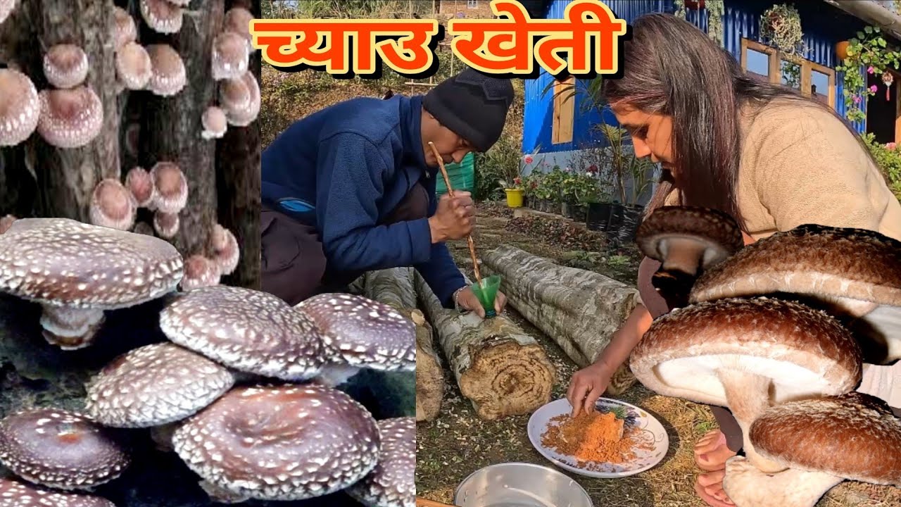 सिताके च्याउ यसरी रोपिने रहेछ, पहिलो पटक रोपेको के कस्तो  भयो थाहा छैन🤔सुझाव दिनुस् है#couple#flower