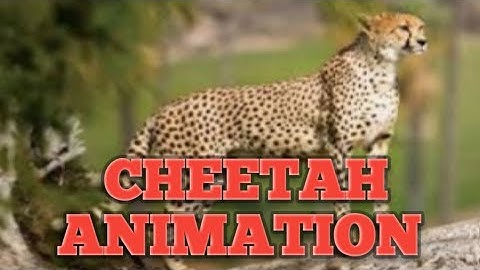 cheetah animation