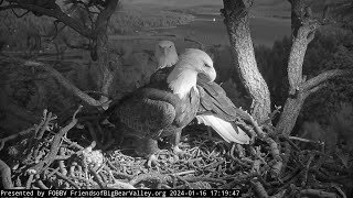 Jackie and Shadow's love song FOBBV CAM Big Bear Bald Eagle Live Nest - Cam 1 \/ Wide View - Cam 2