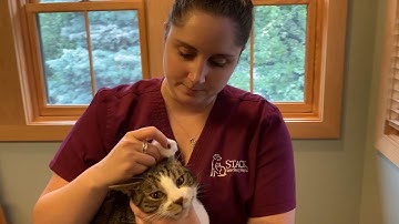 How To Clean Your Cat