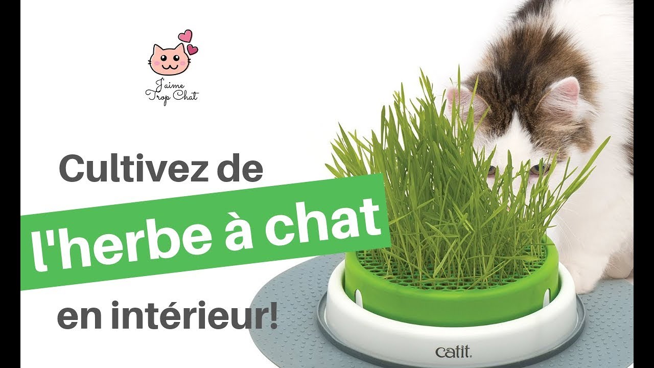Chat herbe a Cat It