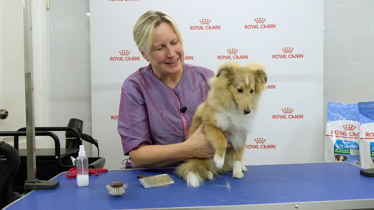 все о породе собак шотландская овчарка