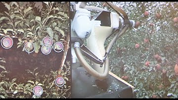 Mechanized vacuum apple picker demonstration