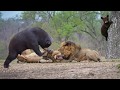 Lion Of The Andes Fail | Mother Gizzly Bear Save Baby From Puma Hunting